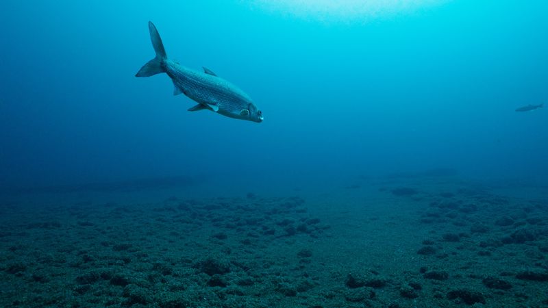 Lake whitefish swim over the Mid-Lake Reef in Lake Michigan. The bottom is covered with quagga mussels.