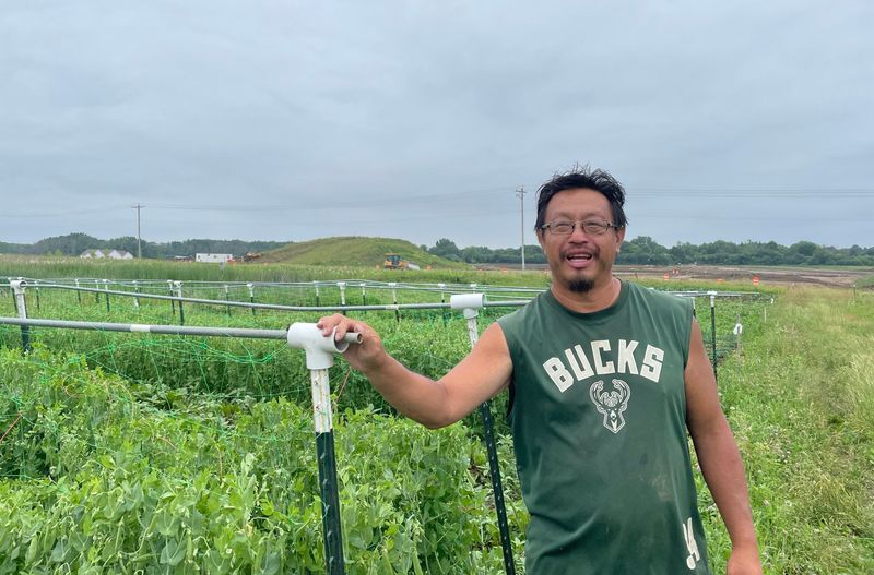 Vang Lee stands next to his pea trellises on an acre he farms with his mother on June 25, 2025. He’s one of about 25 farmers who rent land from the Mequon Nature Preserve.