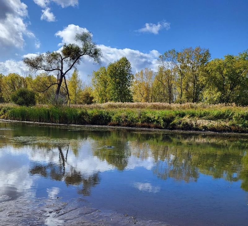 The reflections of trees, grasses and clouds are seen in the waters of the Cove at Crossroads at Big Creek in Sturgeon Bay. The Cove Estuary Preserve is where Big Creek flows into the waters of Green Bay.