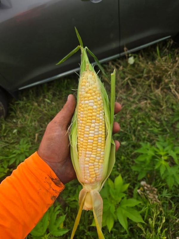 Salentine Family Farm in New Berlin is one of the many places in the Milwaukee-area communities that is selling sweet corn this season