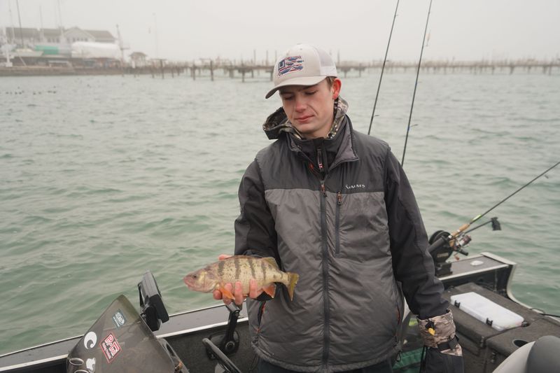 An angler holds a 12-inch-long yellow perch caught Dec. 29, 2024 while fishing in the Milwaukee harbor of Lake Michigan.