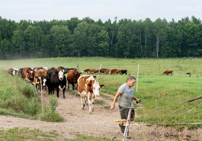 Farmer Linda Ceylor opens the pasture gate as her border collie, Yukon, herds dairy cows to be milked at Hillside Dairy on Wednesday August 6, 2025 in Catawba, WI.