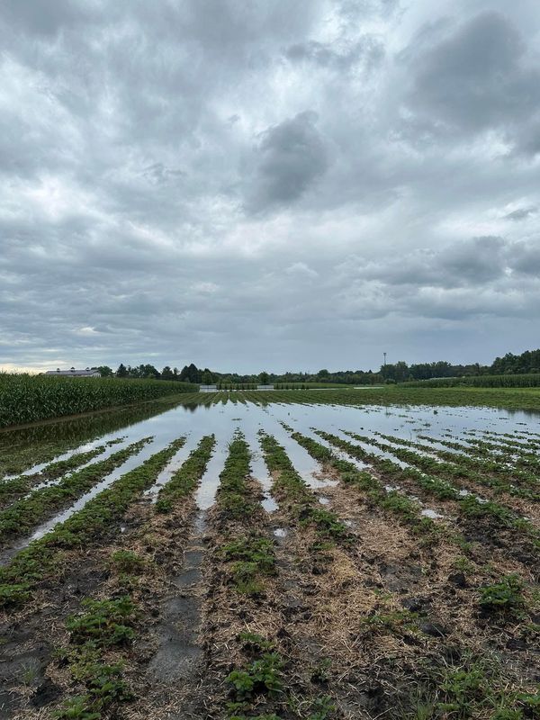 Flooding in southeastern Wisconsin on Aug. 9 and 10 left Basse’s Farms in Washington County with multiple acres of crops completely underwater, and sent the family chasing their koi fish before they could wash away.