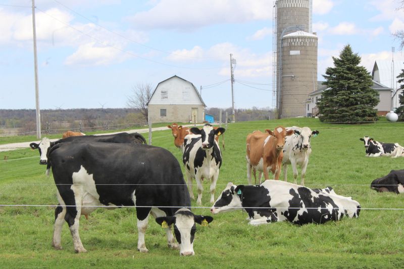 Organic milk producers and co-ops, including Organic Valley of Wisconsin, push to break free from pricing system they say no longer fits the market.