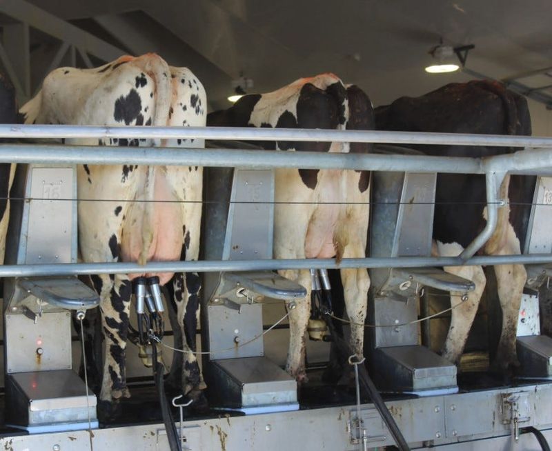 For dairy farmers, everything comes back to the milk check  It’s more than a receipt—it’s the clearest measure of profitability in a volatile pricing system.