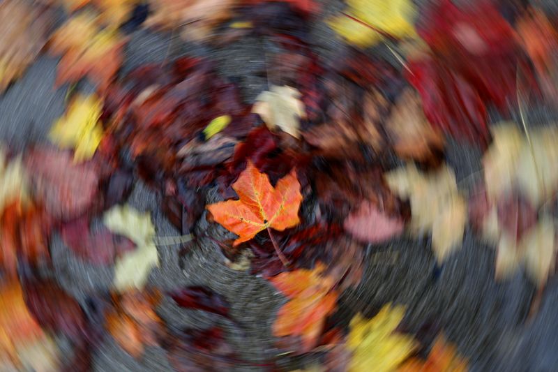 An array of wet fall colored leaves are seen in Bayside, Wisconsin on October 10, 2018. This effect was achieved in camera while quickly rotating camera during a longer exposure. Taken with a Canon EOS-1D X Mark II, 24-70mm lens (at 67mm) f/7.1 at 1/20th of a second, ISO 100.
