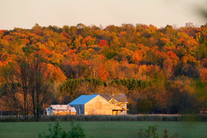 The sun sets on a farmhouse in front of a hill of trees as the fall leaves change colors north of Crandon, Wisconsin in Forest County on Oct. 7, 2024.