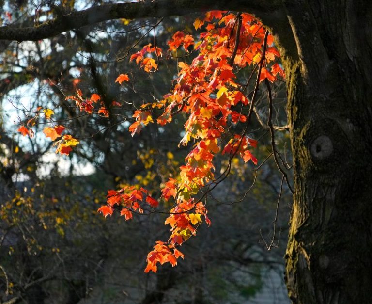 Find all the cozy vibes at fall festivals and events in the Milwaukee area