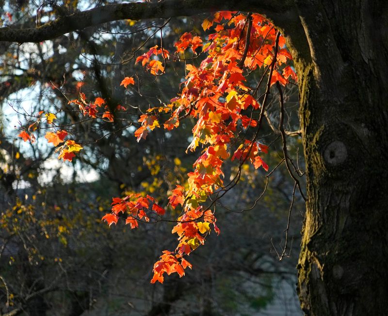 Leaves on a tree turn fall colors in Bayside, Wisconsin on Sept. 23, 2024.