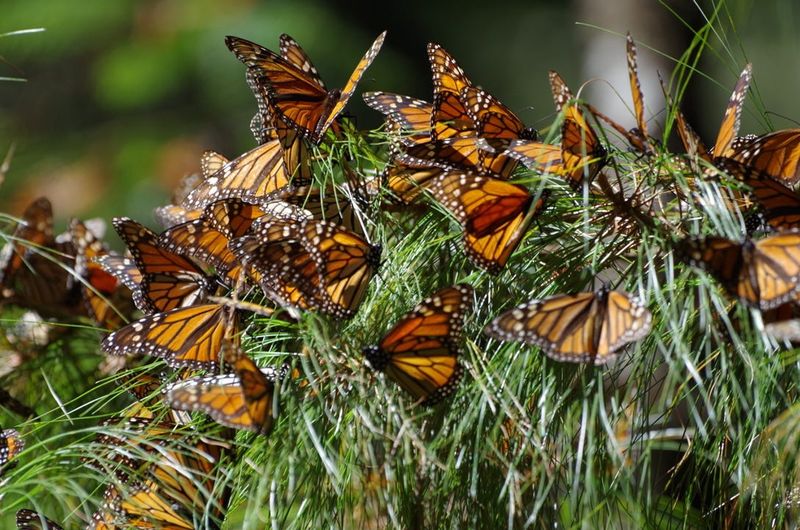 Monarch butterflies gathering on their annual migration.