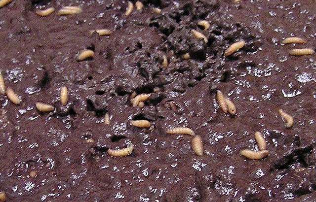 New, cellulose fiber-based diet and screwworm larvae feeding on it.