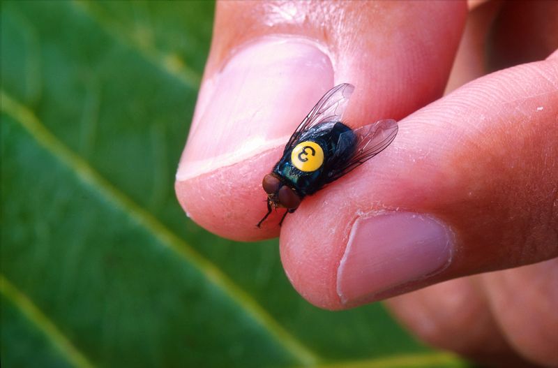 Sterile male screwworm fly marked with a numbered tag to study fly dispersal, behavior, and longevity.