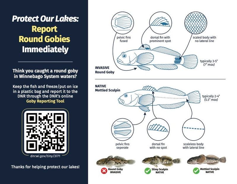 An identification chart shows the differences between the invasive round goby and native Wisconsin species, the mottled sculpin and slimy sculpin.