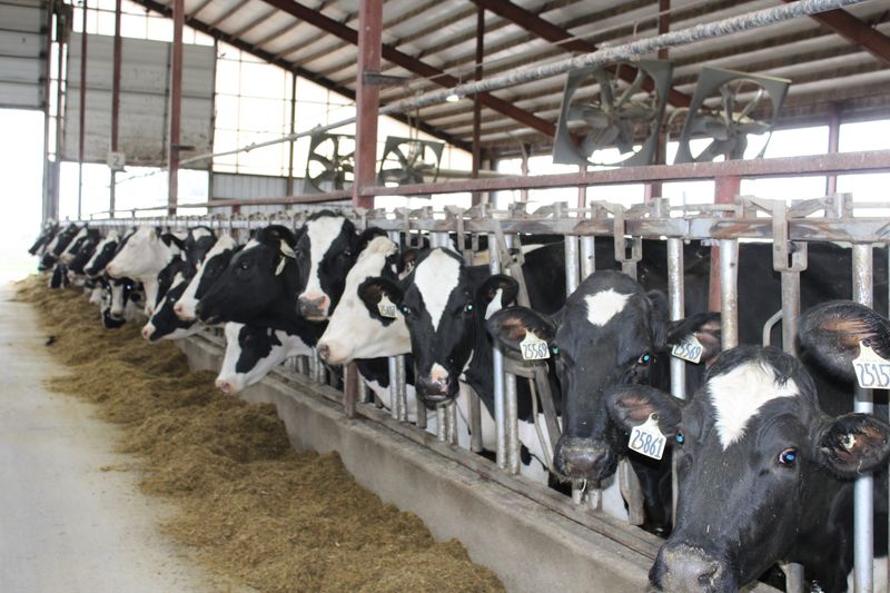 Another large dairy farm is facing public scrutiny for a proposal to consolidate and grow their milking herd.
