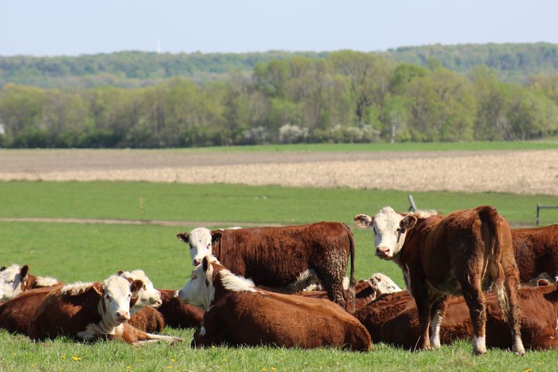 R-Calf USA CEO Bill Bullard says the solution of inviting more imports to supplement domestic production is the very strategy that has been shrinking the U.S. cattle industry for the past four decades.