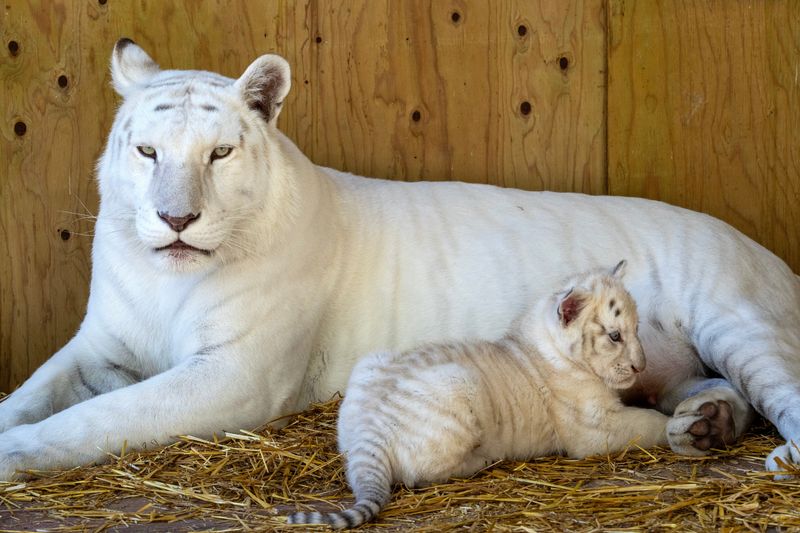 Ginger, a 10-year-old rare Bengal tiger is shown with its cub Tigerlee, Friday, October 24, 2025 at the Shalom Wildlife Zoo in the Town of Farmington near West Bend, Wisconsin. The privately-owned zoo, which started in 1979, has 88 species and about 800 animals.