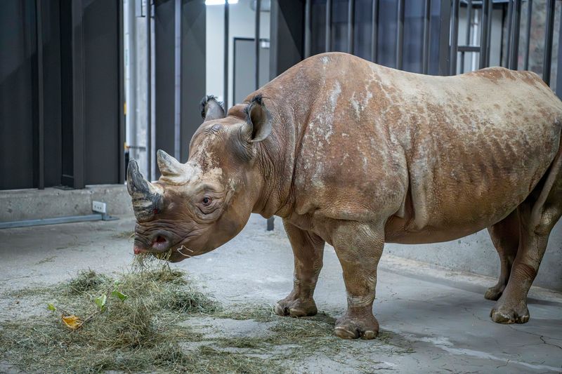 Zuri, an eastern black rhino, has joined the Milwaukee County Zoo. She is in standard quarantine for newly arrived animals.