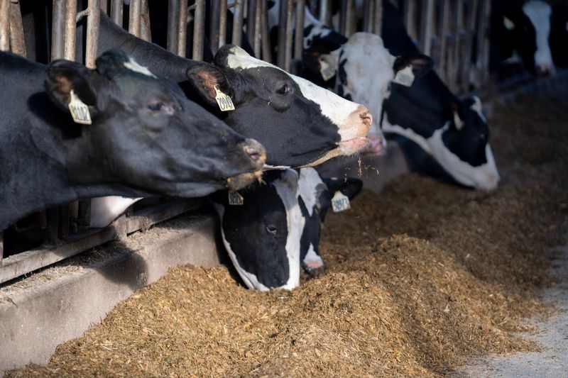 Holstein dairy cows eat at a farm Tuesday, December 16, 2025 at Nehls Brothers Farms in Juneau, Wisconsin. The US Department of agriculture recently identified 243 rural veterinary shortages across 46 states including 16 counties in Wisconsin. It’s the highest number of shortage area as the department has recorded since at least 2010