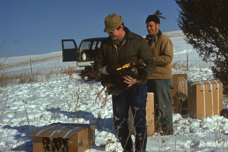 Carl Batha (left) and Roger Anderson of the Wisconsin Department of Natural Resources work to release wild turkeys in January 1976 in Vernon County. The birds were trapped in Missouri and flown to La Crosse as part of Wisconsin's reintroduction of the native species.