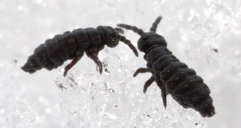 Close up image of two snow fleas.