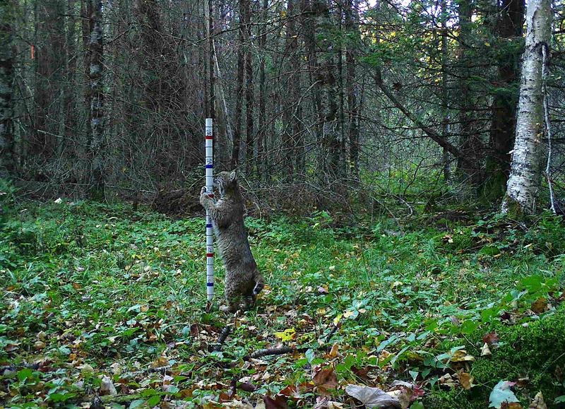 A bobcat stands at a snow stake installed near a Snapshot Wisconsin trail camera in Oneida County.