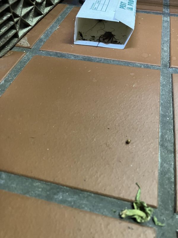 Health officials discovered roaches at The Wicked Hop, located at 345 N. Broadway in Milwaukee.