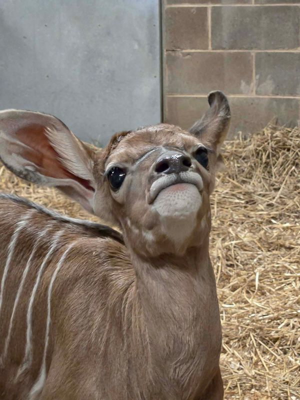 Bosede, a male greater kudu calf, was born Jan. 25, 2026, at the Milwaukee County Zoo.