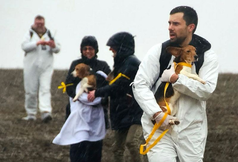 Animal rights activists break into Ridglan Farms, a facility in Blue Mounds, Wisconsin that breeds beagles for medical and scientific research, on Sunday, March 15, 2026.