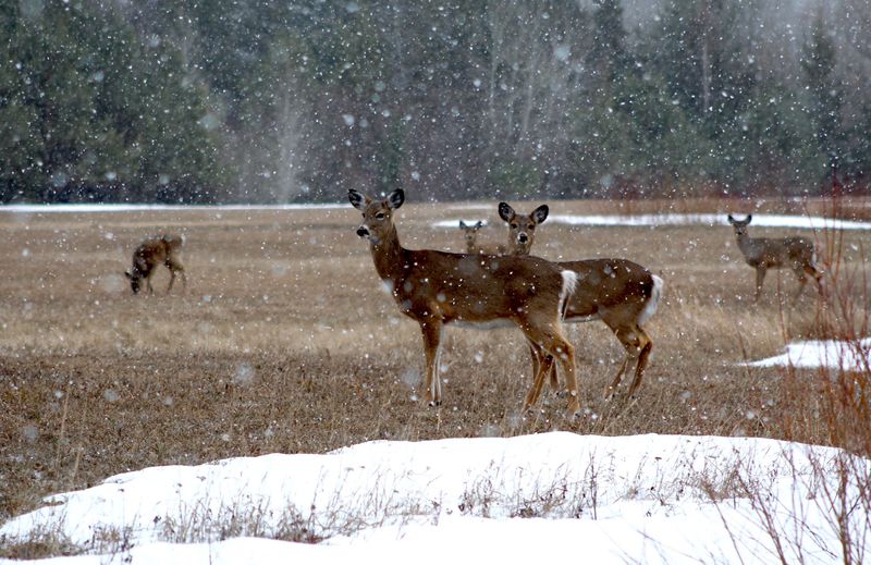 White-tailed deer feed as snow falls in a Sawyer County field in late winter.
