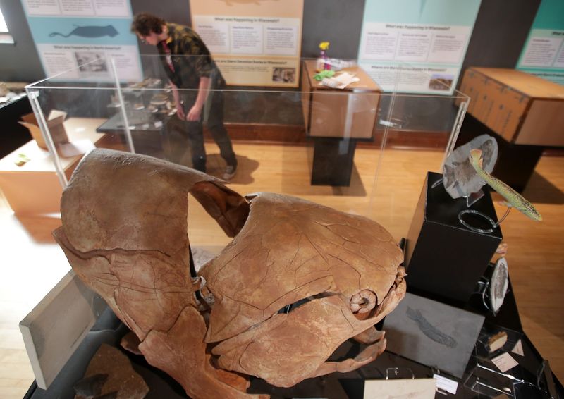 The History Museum at the Castle staff prepare displays for “Prehistoric Wisconsin,” a new natural history exhibition, featuring the extensive Weis Earth Science Collection on March 24 in Appleton.