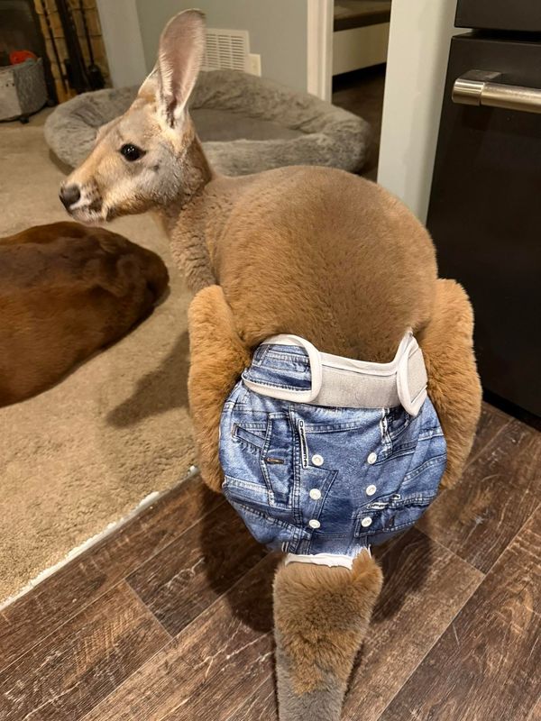 Chesney the kangaroo has been missing from Sunshine Farm petting zoo in Necedah, Wisconsin, since Wednesday, March 25, 2026. Chesney became frightened when a couple of unknown dogs approached his enclosure and began barking and the kangaroo scaled the enclosure wall and hopped over the fence, said his owner Debbie Marland.