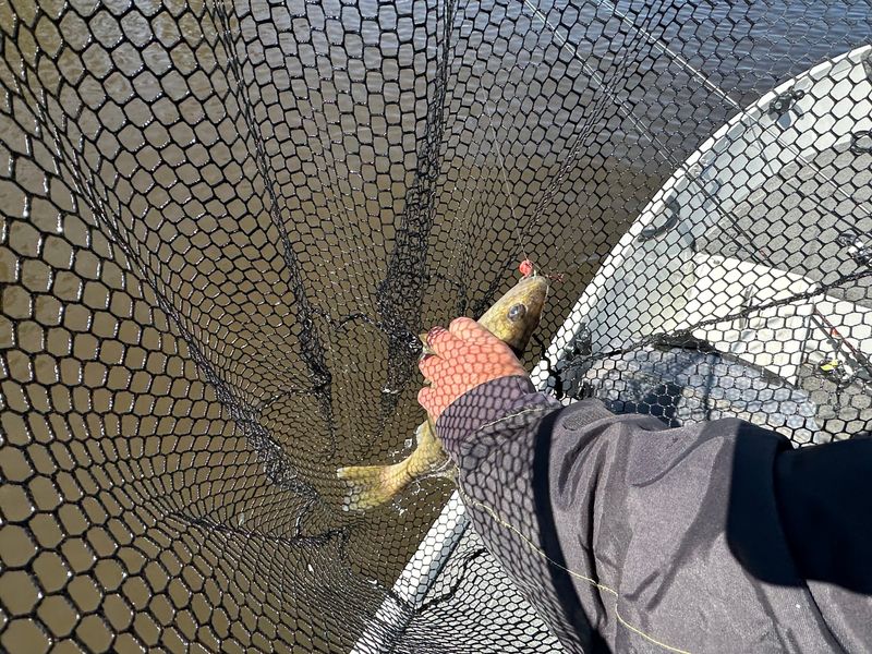 An angler pulls a walleye from a landing net during a March 23, 2026 fishing outing on the Wisconsin River near Wisconsin Dells, Wis.