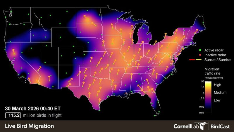 A BirdCast map from 12:40 a.m. March 30, 2026 shows 115.2 million birds in flight over the U.S. The map includes indicators for direction of movement and number of birds.