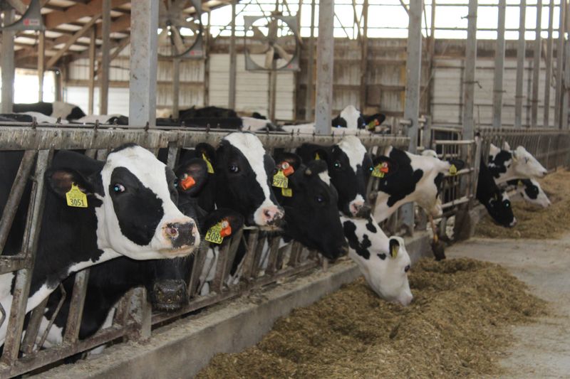 Avian influenza, or H5N1, has disrupted agricultural systems globally, leading to the culling of more than 166 million commercial poultry birds in the United States since 2022. The disease was also detected in dairy cattle, and was subsequently spread to farm workers.