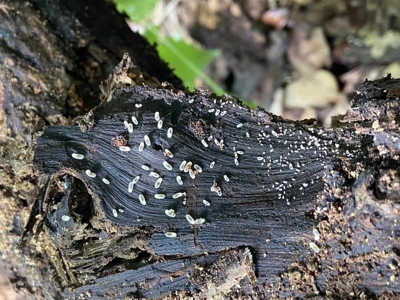 Once an Asian needle ant population has been established, they are difficult to remove.