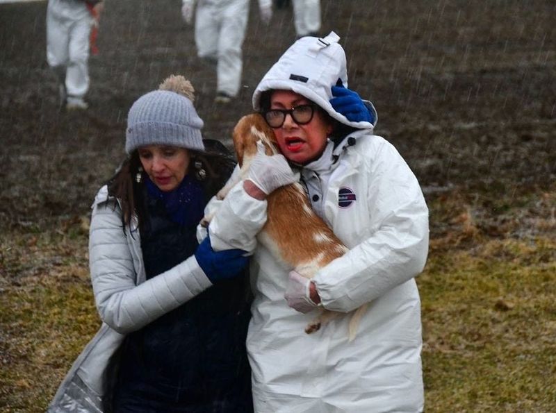 Animal advocate Lisa Castagnozzi helps another activist carry a beagle from Ridglan Farms during the March 15 rescue.