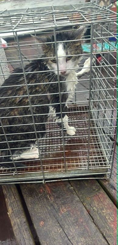 Sullivan, was one of the cats rescued on April 16 in New London