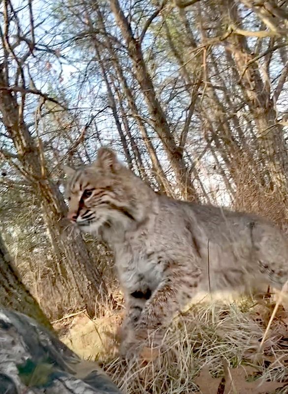 A screenshot from a video captured by Carson Bender of Wisconsin Rapids shows a bobcat lunging at Bender April 18, 2026 as he turkey hunted near Nekoosa, Wis.