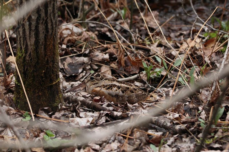 An American woodcock rests on the ground.