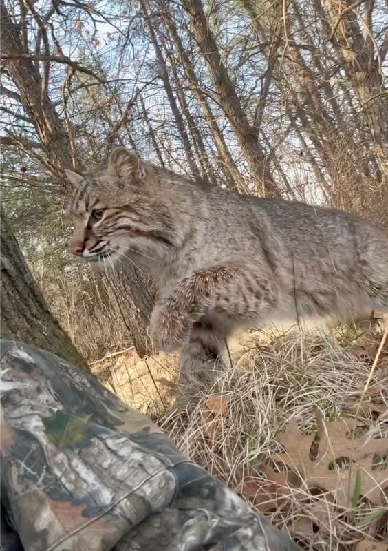 A screenshot from a video captured by Carson Bender of Wisconsin Rapids shows a bobcat lunging at Bender April 18, 2026 as he turkey hunted near Nekoosa, Wisconsin.