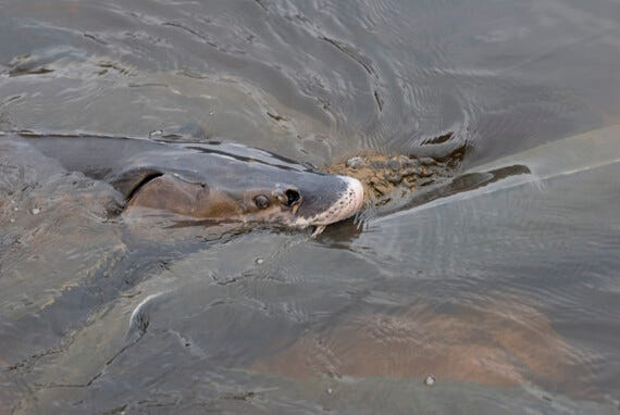 Sturgeon spawning 2008, Singler Farms, owned by Ed Singler, just south of Shiocton.