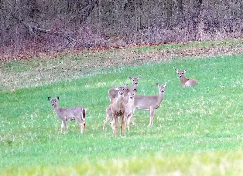 Deer gather April 13, 2026 in a field near Baraboo in Sauk County. Wisconsin had a record-high population of 1.89 million deer following the 2025 hunting seasons, according to the most recent DNR estimate.
