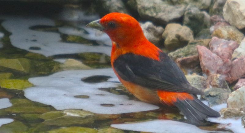 A scarlet tanager stops for a drink near a pool of water on a farmstead near Fall Creek, Wisconsin. New research out of Ohio State University found the rate of bird decline was quicker in areas with more intense agricultural practices