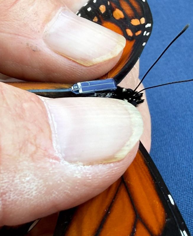 A BlūMorpho tag made by Cellular Tracking Technologies is fitted to a monarch butterfly before the insect is released in fall 2025.