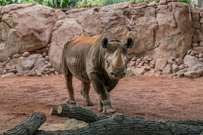 Male rhino Kianga joined the Milwaukee County Zoo in October 2025.