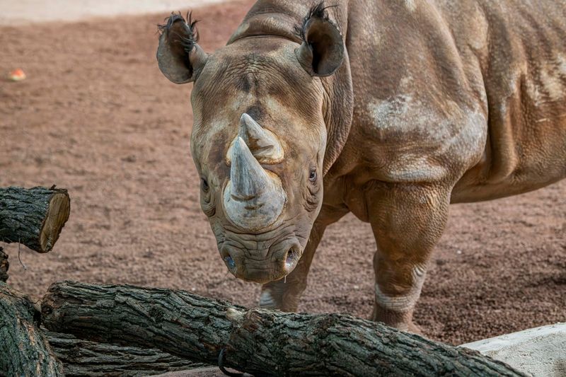 Female rhino Zuri joined the Milwaukee County Zoo in October 2025.