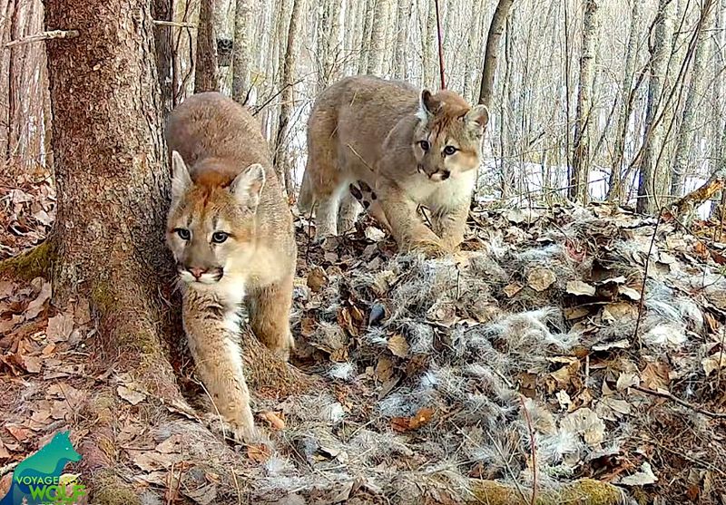 Two cougar kittens are shown in a screenshot from a video captured March 25, 2026 in northern Minnesota by Voyageurs Wolf Project researchers. The video provided the first documentation of cougar reproduction in Minnesota in modern history.