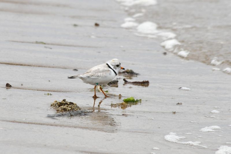 A piping plover on the bayside beach at Cape Henlopen State Park on May 2, 2026.