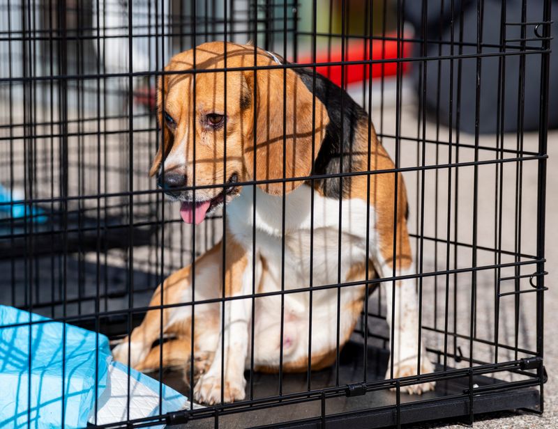 A beagle from Ridglan Farms departs from Southern Wisconsin Regional Airport along with 15 other dogs on Saturday May 2, 2026 in Janesville, Wisconsin. The dogs are being transferred to animal rescues on the East Coast.