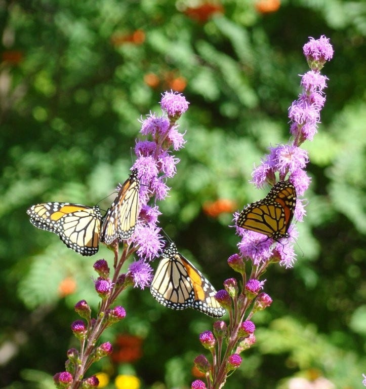 When it comes to nectar sources that attract monarch butterflies, Justin Kroening of Stone Silo Prairie Gardens in Ledgeview says it's hard to top meadow blazing star, a native plant that stands tall in the garden.